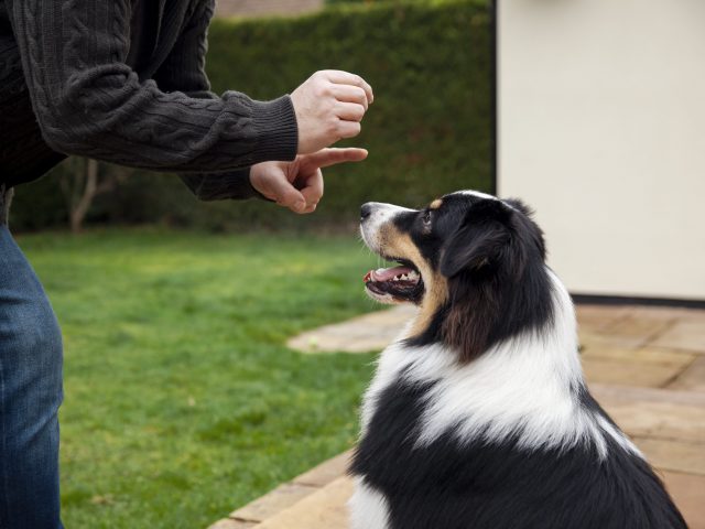Personal Injury and Dog Bites: Legal Considerations and Owner Responsibility